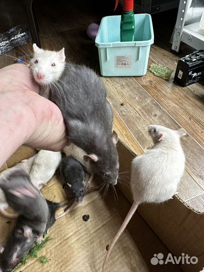 Декоративная крыса