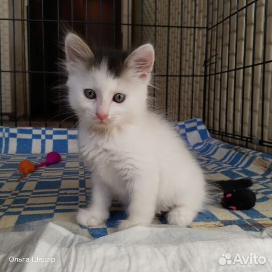 Котёнок мальчик 2,5 мес