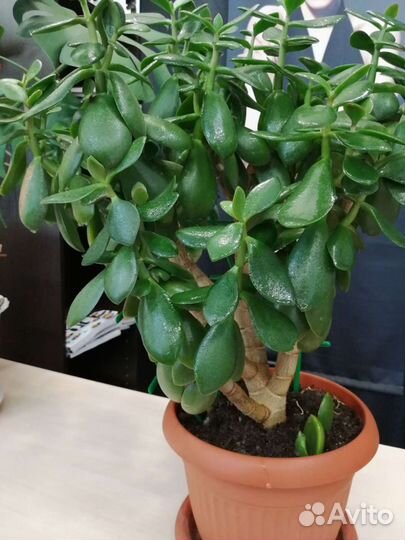 Крассула толстянка