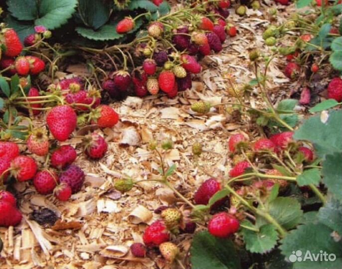 Опилки в мешках, (мульча), древесные опилки