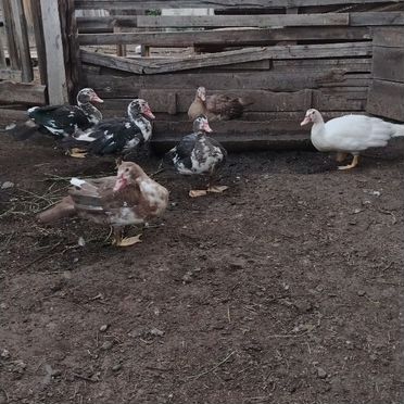 Индоутки