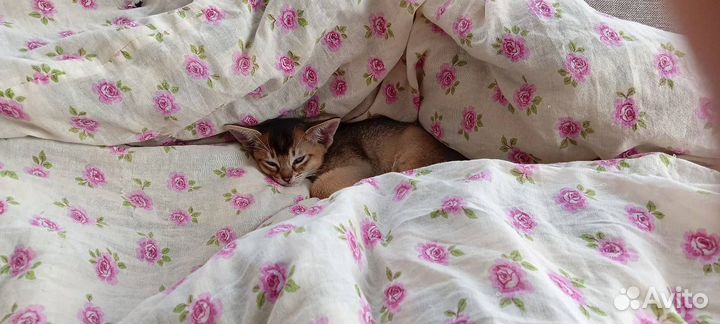 Аббисинский котенок