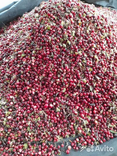 Продаю клюкву свежую