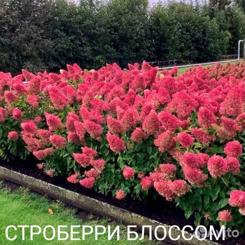 Гортензия саженцы зкс