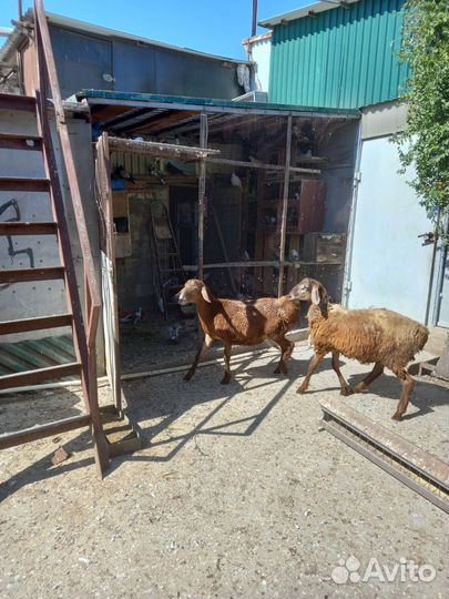 Продаю барана