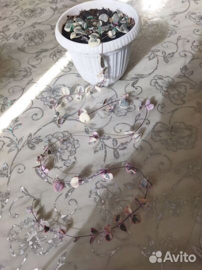 Домашние цветы