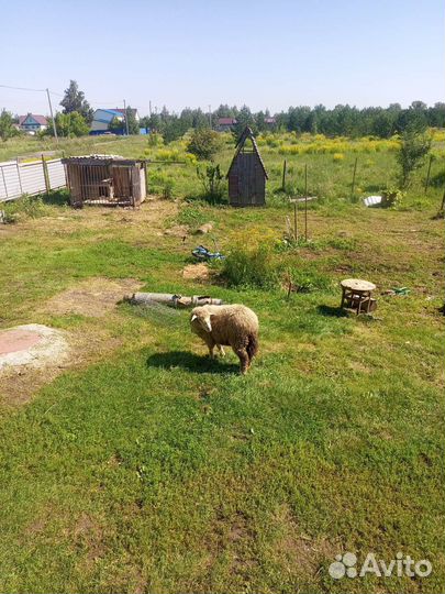Овца продам