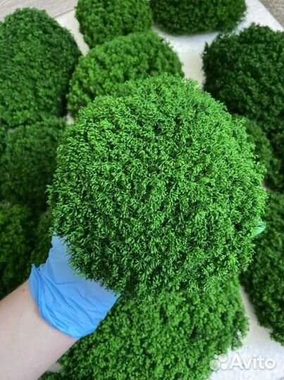 Стабилизированный мох, зеленое яблоко