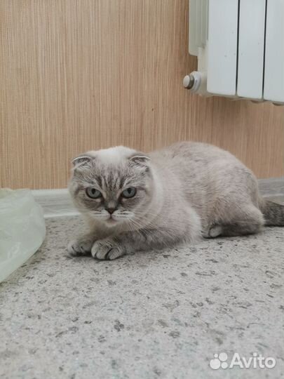 Шотландская