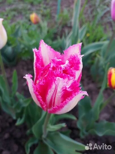 Тюльпаны, луковицы