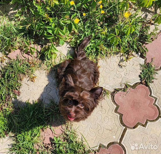 Барни, шоколадный йорк