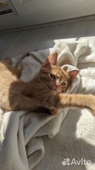 Передержка котов, кошек Зооняня