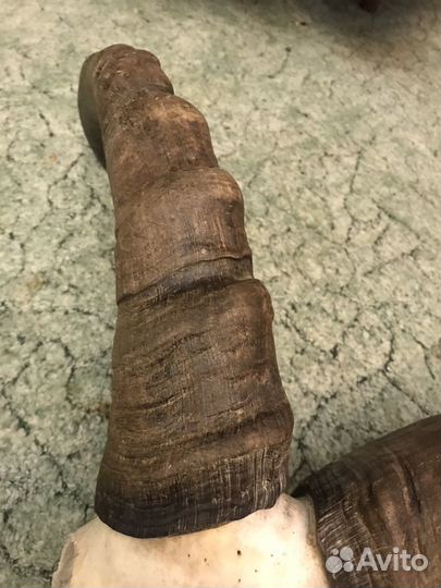 Голова с рогами Тур