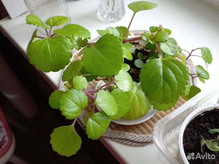 Продам цветы комнатные