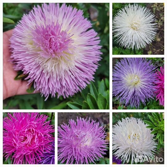 Астры на срез