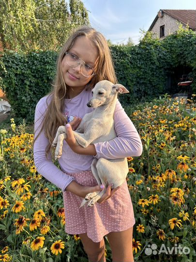 Левретка девочка