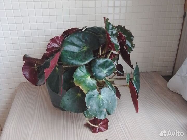 Комнатные цветы