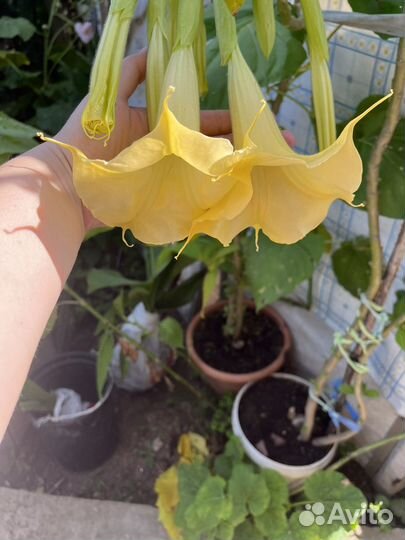 Бругмансия