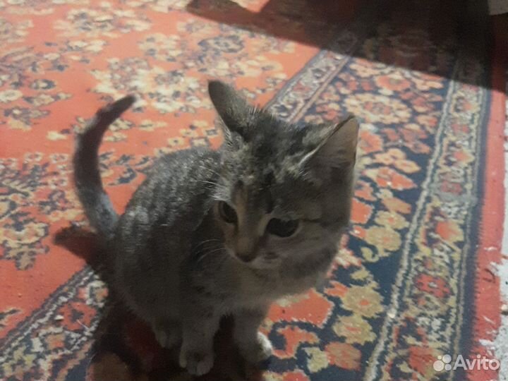 Шотландская