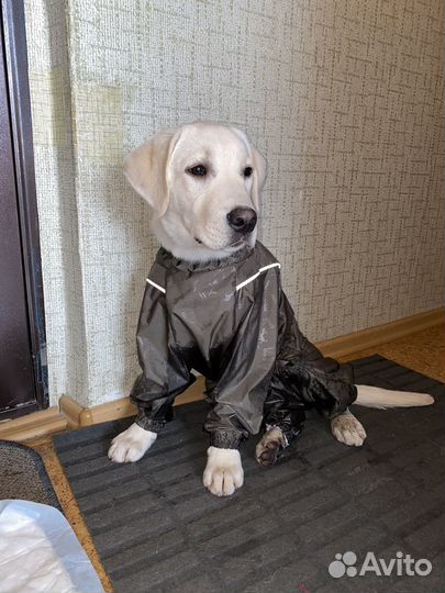 Комбинезон для средней собаки