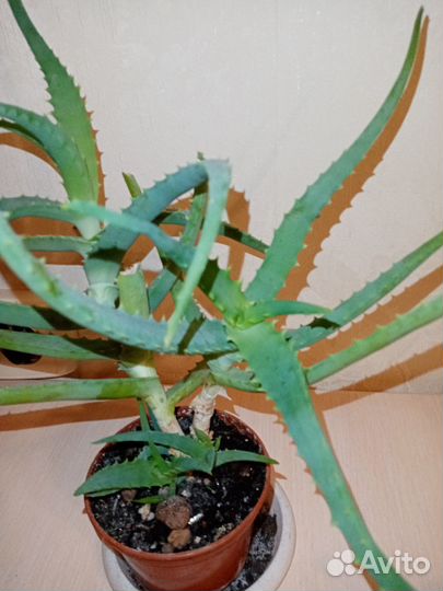 Алое древовидное