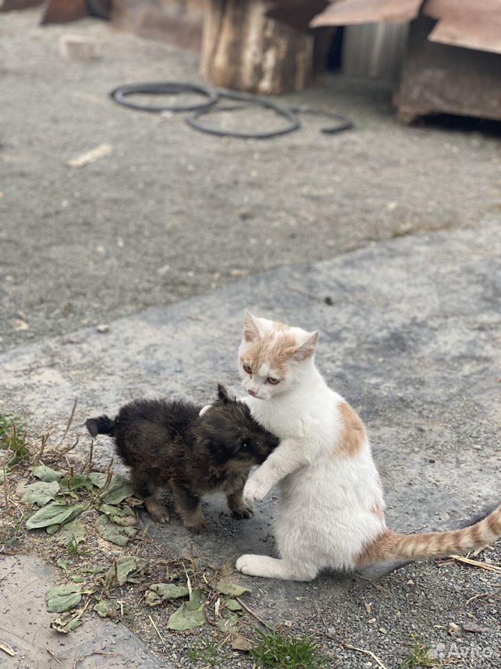 Котята бесплатно