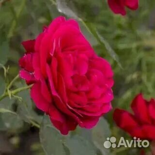 Роза на штамбе