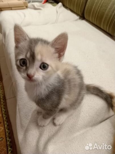 Кошка в дар бесплатно