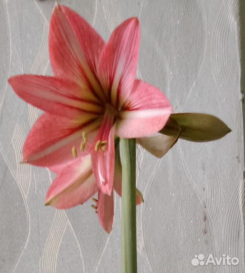 Гиппиаструм