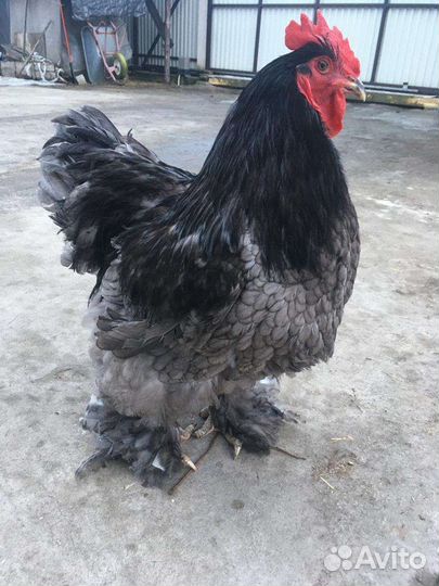 Куры и петухи