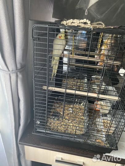 Говорящий попугай