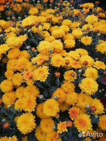 Хризантемы