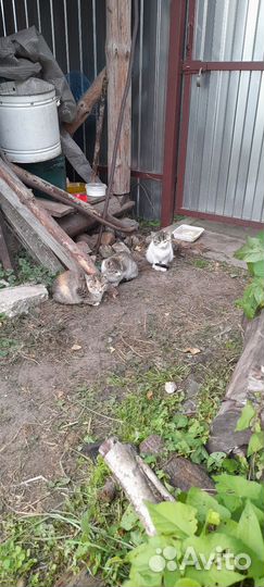 Кошки и котята