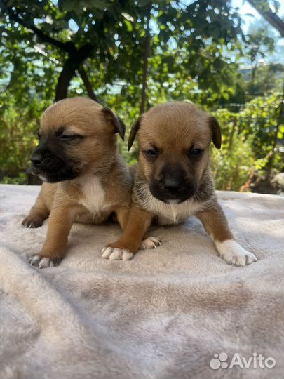 Щенки в добрые руки