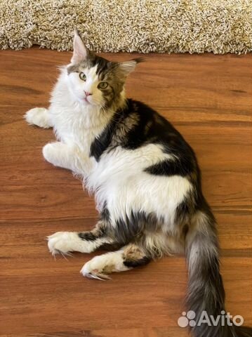 Кот мейн-кун вязка