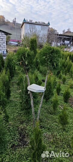 Туя, Колумна (Колоновидная, семенная)