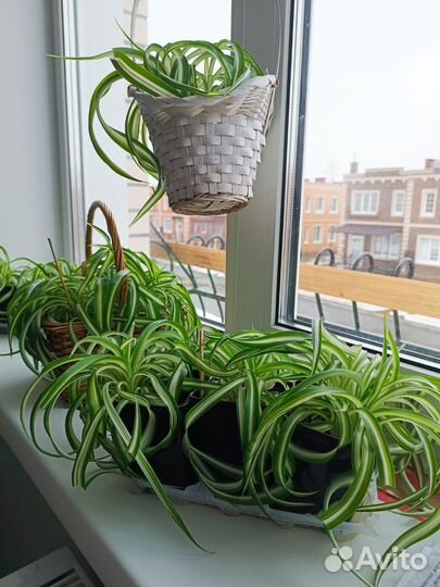 Комнатные растения