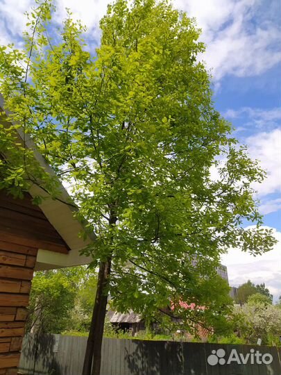 Саженцы клена Роял Рэд, север дуба (3года), желуди