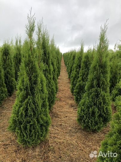 Туя Брабант 1,5 м