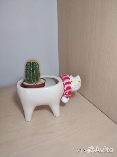 Кактусы и суккуленты