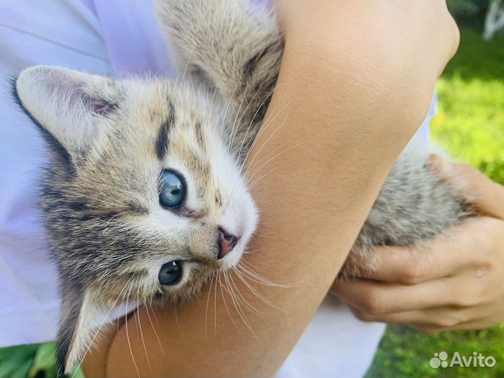 Котенок др 6 июля