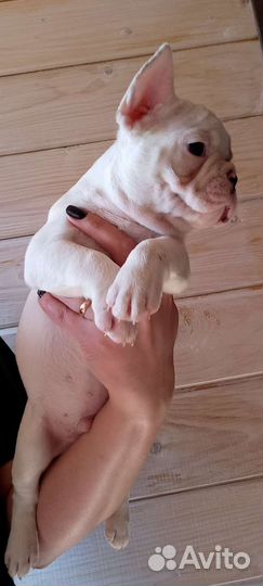 Французский бульдог