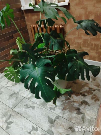 Комнатное растение Монстера