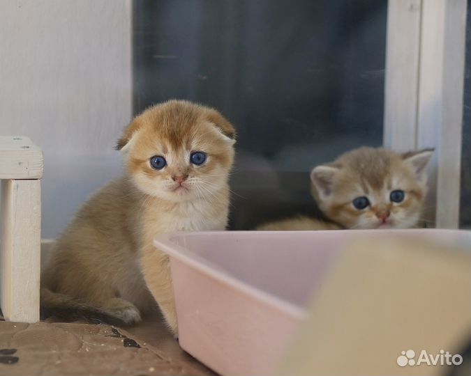 Шотландские вислоухие и прямоухие котята