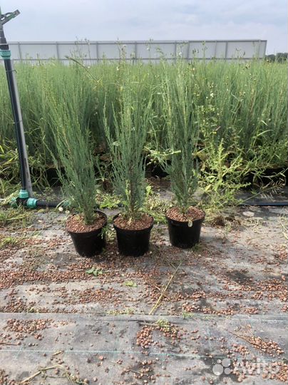 Хвойные растения