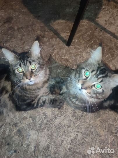 Котята мейн-кун