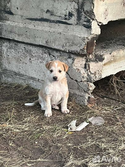Собаки бесплатно в добрые руки щенки