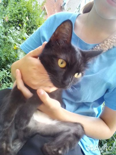 Котенок в добрые руки