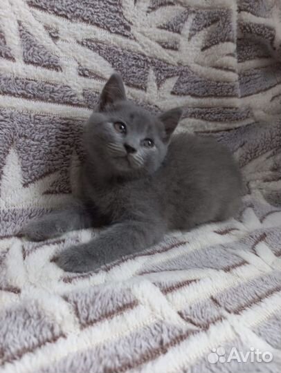 Котики и кошечки в добрые руки