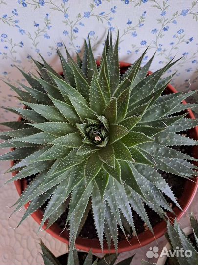 Алоэ остистое, комнатные цветы